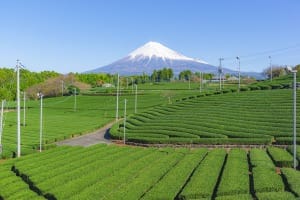 静岡茶
