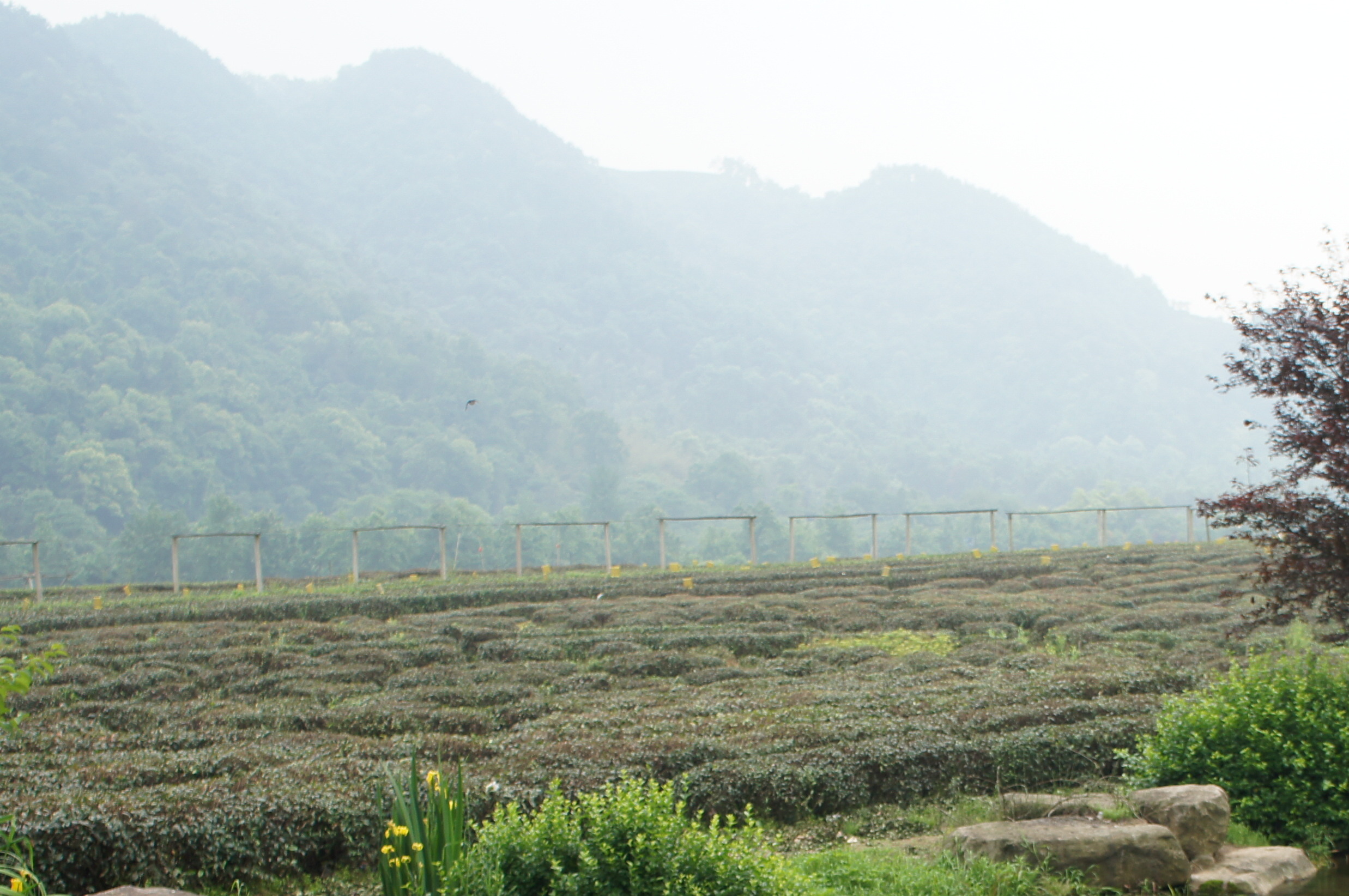 中国山岳地帯の茶畑