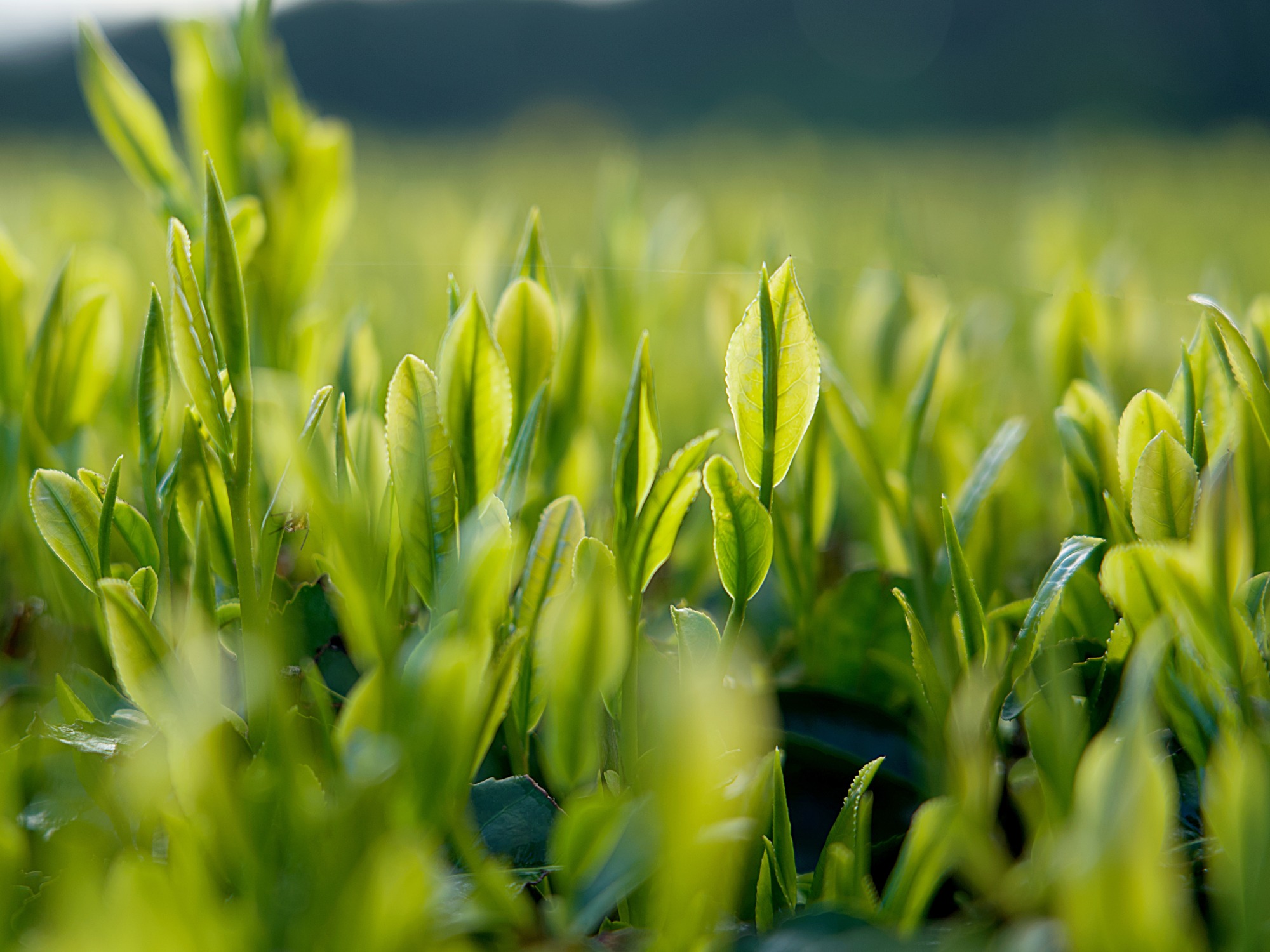 八十八夜摘みのイメージ画像