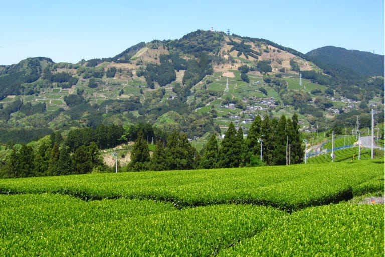 掛川茶の特徴とは？産地・味・品種・農法を江戸時代創業の老舗茶問屋が徹底解説