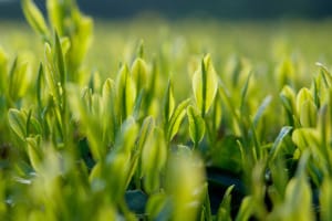 2026年産新茶のイメージ