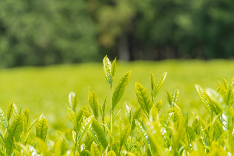 七十七夜とは？2026年静岡産新茶の入荷と、一番茶の美味しい淹れ方